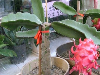火龙果树苗基地大棚种植阳台红心白心盆栽开花量大批发打折活动图2
