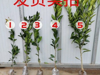 桔子橘子树苗沙糖砂糖桔树苗批发甜无籽无核嫁接柑桔苗庭院图2