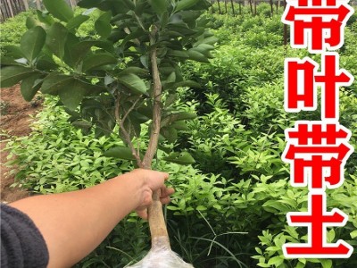 桔子橘子树苗沙糖砂糖桔树苗批发甜无籽无核嫁接柑桔苗庭院图4