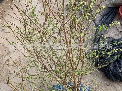 蓝莓苗果树苗盆栽批发地栽果园南方北方种植阳台庭院四季树苗好种图2