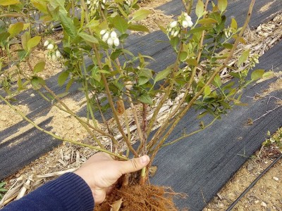蓝莓苗果树苗盆栽批发地栽果园南方北方种植阳台庭院四季树苗好种图3