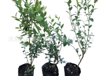 蓝莓苗果树苗盆栽批发地栽果园南方北方种植阳台庭院四季树苗好种图5