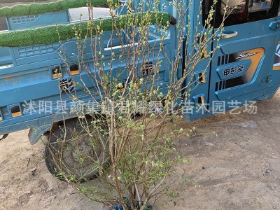 蓝莓苗果树苗盆栽批发地栽果园南方北方种植阳台庭院四季树苗好种图4