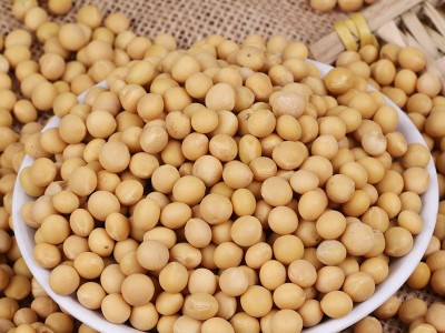 厂家直发东北粮食大豆农家自产五谷杂粮批发当年散装粗粮商品黄豆图2
