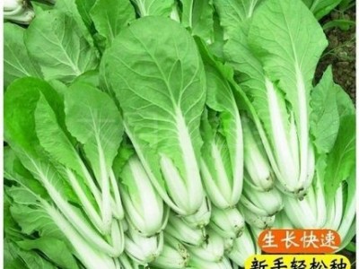 奶油小白菜种子四季早熟阳台庭院家庭易种植种菜籽种易种蔬菜籽图2