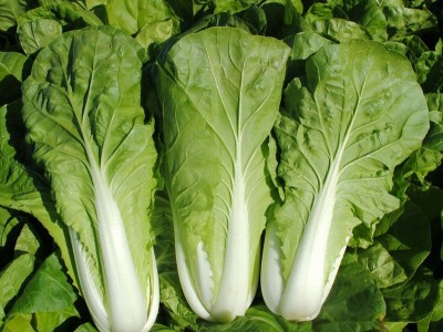 奶油小白菜种子四季早熟阳台庭院家庭易种植种菜籽种易种蔬菜籽图4