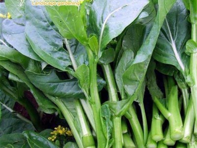 四季菜心四九菜心 菜芯 菜薹 蔬菜种子夏季播种 四季种盆栽菜苔图2
