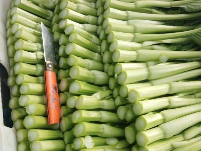 四季菜心四九菜心 菜芯 菜薹 蔬菜种子夏季播种 四季种盆栽菜苔图3