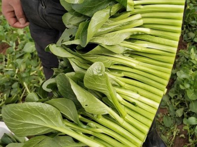 四季菜心四九菜心 菜芯 菜薹 蔬菜种子夏季播种 四季种盆栽菜苔图4