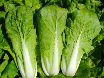 四季速生快菜种子庭院蔬菜阳台种菜盆栽青菜种植家庭易种小白菜籽图2