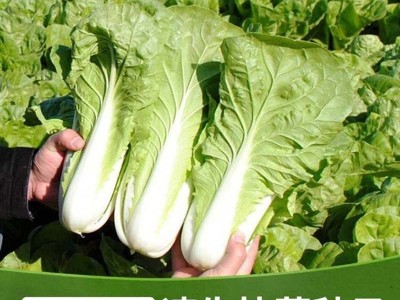 四季速生快菜种子庭院蔬菜阳台种菜盆栽青菜种植家庭易种小白菜籽图4