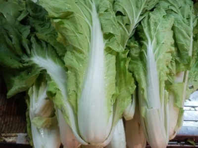 四季速生快菜种子庭院蔬菜阳台种菜盆栽青菜种植家庭易种小白菜籽图3