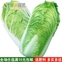 大白菜种子四季播庭院阳台蔬菜娃娃菜青菜抗热耐寒秋季易种生长快