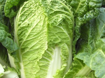 大白菜种子四季播庭院阳台蔬菜娃娃菜青菜抗热耐寒秋季易种生长快图2