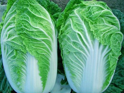 大白菜种子四季播庭院阳台蔬菜娃娃菜青菜抗热耐寒秋季易种生长快图3