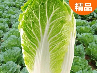 大白菜种子四季播庭院阳台蔬菜娃娃菜青菜抗热耐寒秋季易种生长快图4