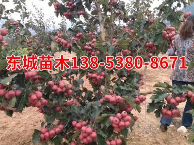 本基地长期批发大金星山楂苗 货源充裕大五楞山楂苗图2