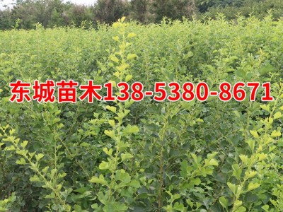 本基地长期批发大金星山楂苗 货源充裕大五楞山楂苗图3