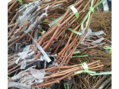 阳光玫瑰园林果树苗 日本晴王南方北方种植新品种山东葡萄苗基地图5