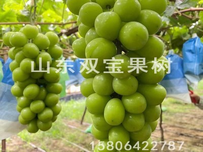 阳光玫瑰园林果树苗 日本晴王南方北方种植新品种山东葡萄苗基地图2