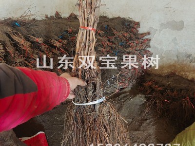 阳光玫瑰园林果树苗 日本晴王南方北方种植新品种山东葡萄苗基地图4