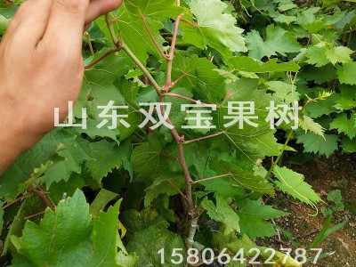 阳光玫瑰园林果树苗 日本晴王南方北方种植新品种山东葡萄苗基地图3