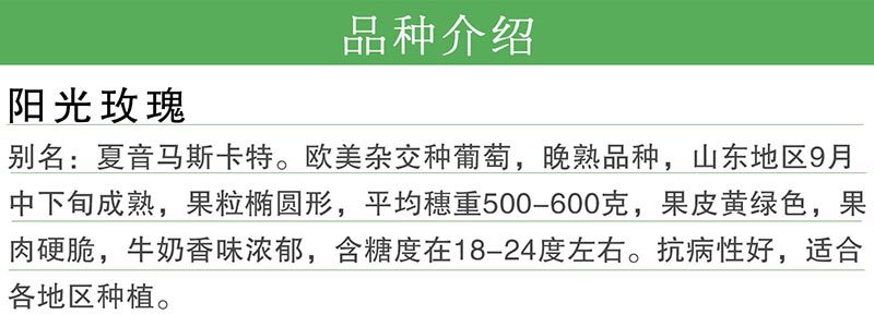 阳光玫瑰.jpg