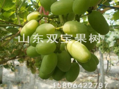 天山 天晴 大粒北方南方种植 山东平度葡萄苗基地批发供应果树苗图2