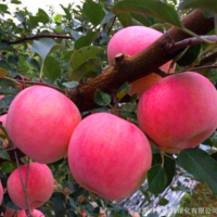 苗圃批发销售苹果苗 嫁接苹果树苗 适合南北方栽植 果苗大量批发