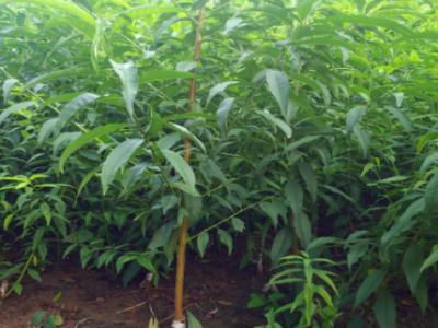 苗圃批发销售桃树苗 水蜜桃冬桃苗 黄桃苗 南北方种植嫁接果树苗图3