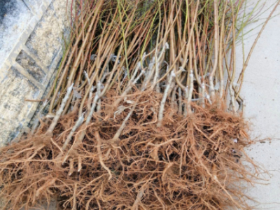 苗圃批发销售桃树苗 水蜜桃冬桃苗 黄桃苗 南北方种植嫁接果树苗图4