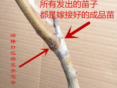 苗圃批发销售桃树苗 水蜜桃冬桃苗 黄桃苗 南北方种植嫁接果树苗图5