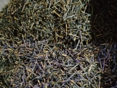 寿宁南阳高山红茶梗 大批量红茶头 大批量红茶梗厂家批发图3