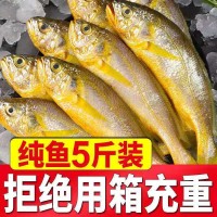 黄花鱼野生黄花鱼新鲜海捕小黄花鱼纯野生黄花鱼东海舟山大黄花鱼