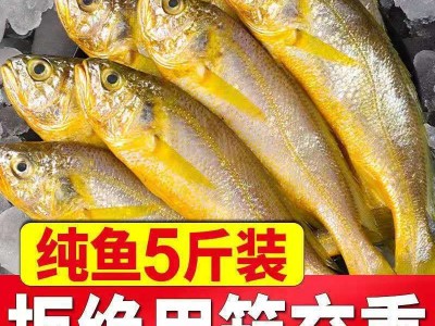 黄花鱼野生黄花鱼新鲜海捕小黄花鱼纯野生黄花鱼东海舟山大黄花鱼图5