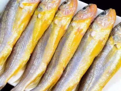 黄花鱼野生黄花鱼新鲜海捕小黄花鱼纯野生黄花鱼东海舟山大黄花鱼图3