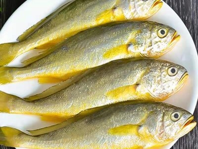 黄花鱼野生黄花鱼新鲜海捕小黄花鱼纯野生黄花鱼东海舟山大黄花鱼图4