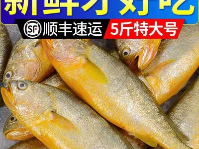整箱东海大黄花鱼新鲜大黄鱼鲜活冷冻黄生鲜海鲜类批发水产大海鱼图5