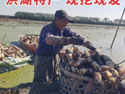 新鲜洪湖藕尾藕现挖现发做藕粉藕夹藕圆子湖北特产洪湖莲藕图4
