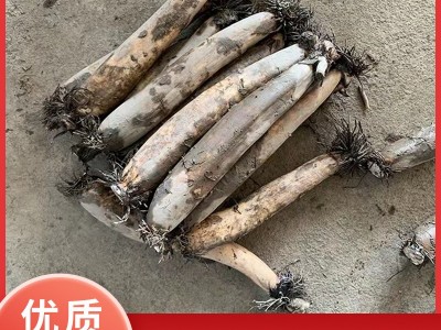 新鲜洪湖藕尾藕现挖现发做藕粉藕夹藕圆子湖北特产洪湖莲藕图5