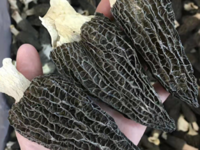 云南特产新鲜剪柄食用蘑菇干货包装大量批发头茬一件批发 羊肚菌图2