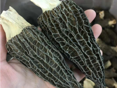 云南特产新鲜剪柄食用蘑菇干货包装大量批发头茬一件批发 羊肚菌图4