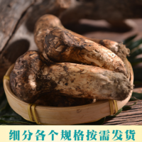 云南香格里拉新鲜松茸不开散西藏雅江小金食用蘑菇批发酒店用品