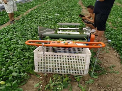 销售蒲公英收获机 手扶式电动叶菜收割机 加工订做香葱收获机图4