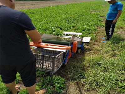 销售蒲公英收获机 手扶式电动叶菜收割机 加工订做香葱收获机图3