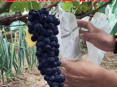 巨峰葡萄苗大苗果树果苗爬藤葡萄树苗葡萄树苖南方种植当年结果图2