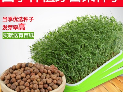 芽苗菜种子豆芽菜纸上种菜小麦草萝卜豌豆松柳荞麦空心菜油葵蔬菜图1