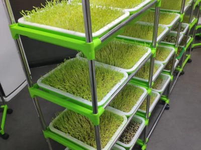 芽苗菜种子豆芽菜纸上种菜小麦草萝卜豌豆松柳荞麦空心菜油葵蔬菜图4