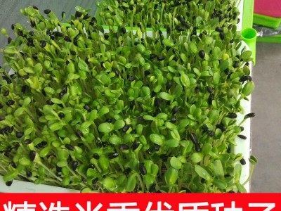 芽苗菜种子豆芽菜纸上种菜小麦草萝卜豌豆松柳荞麦空心菜油葵蔬菜图2