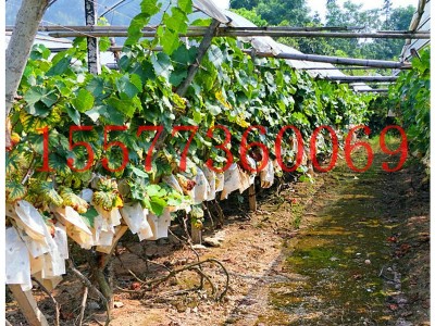 4斤装巨峰葡萄 广西葡萄基地批发新品巨峰葡萄 新鲜水果巨峰葡萄图5